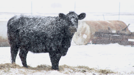 Cattle on pasture in snow